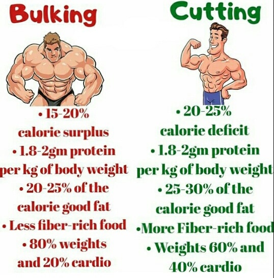 cutting vs bulking,