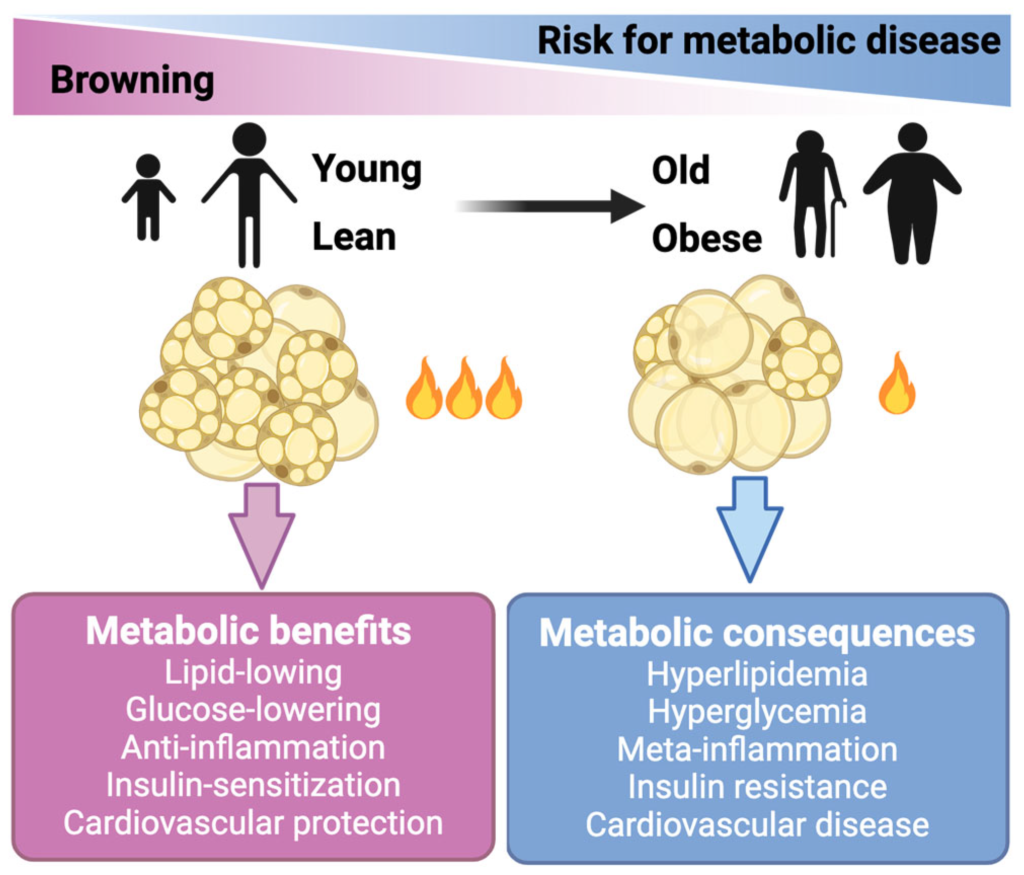 what is thermogenesis