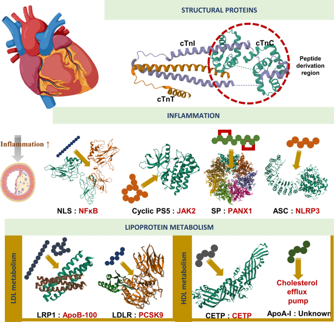 peptides for cardiovascular health
