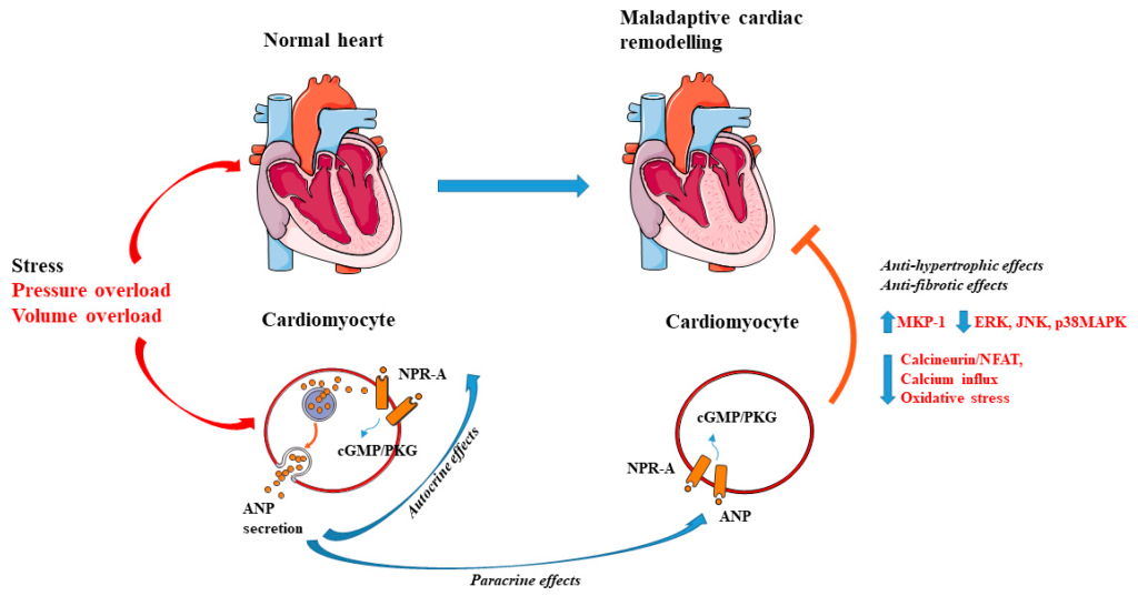 peptides for cardiovascular health